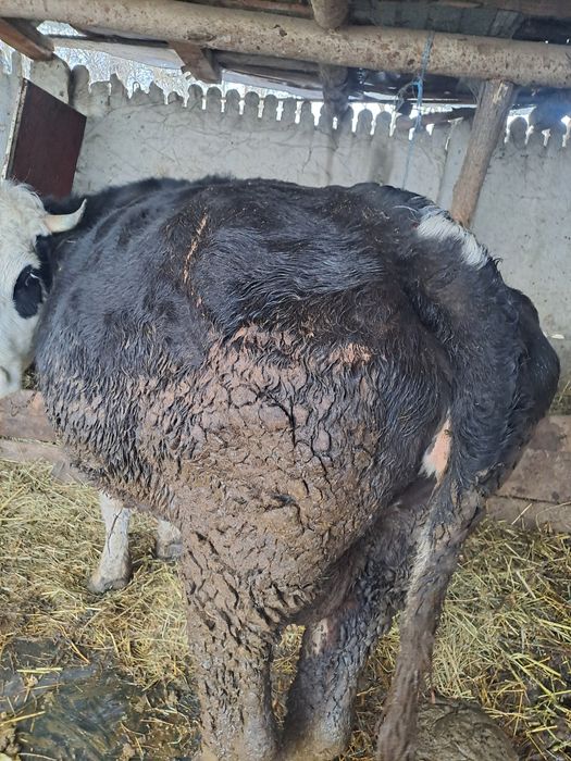 Vaci de vanzare tinere