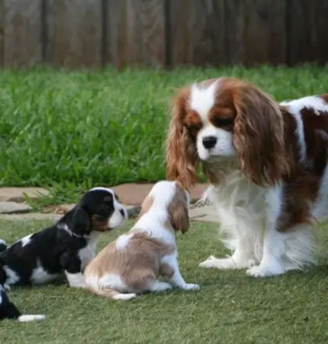 Продам щенков Кавалер Кинг чарльз спаниель