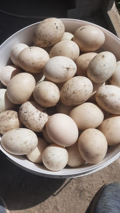 Көшенің ортасында екі жұмысшы үлкен әтештерімен жас аққұбаны ебет