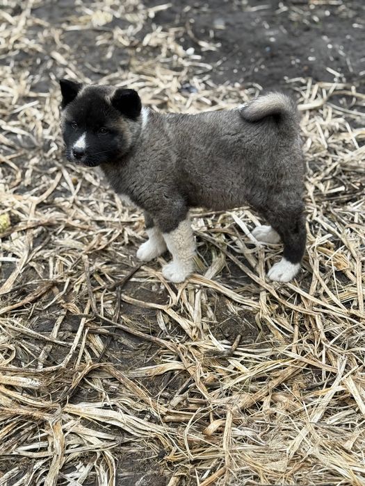 Американска Акита – 2 месеца