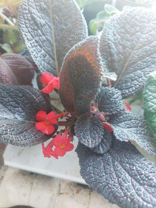 Комнатные цветы разные