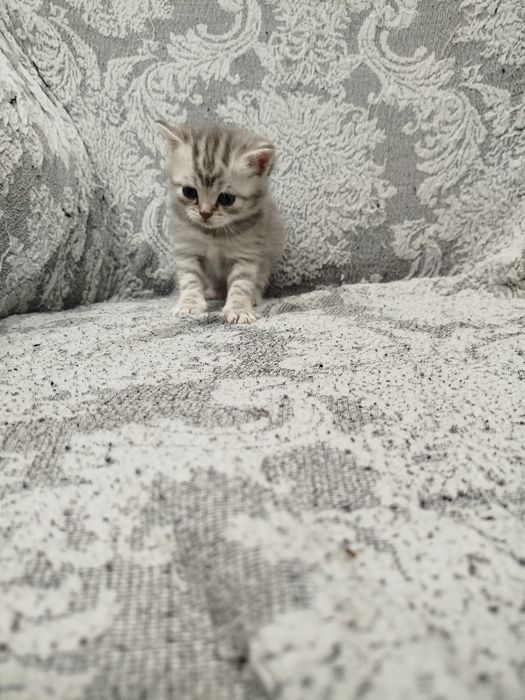 Котята шотландские