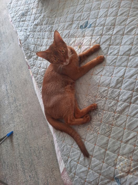 Кошка в хорошие руки