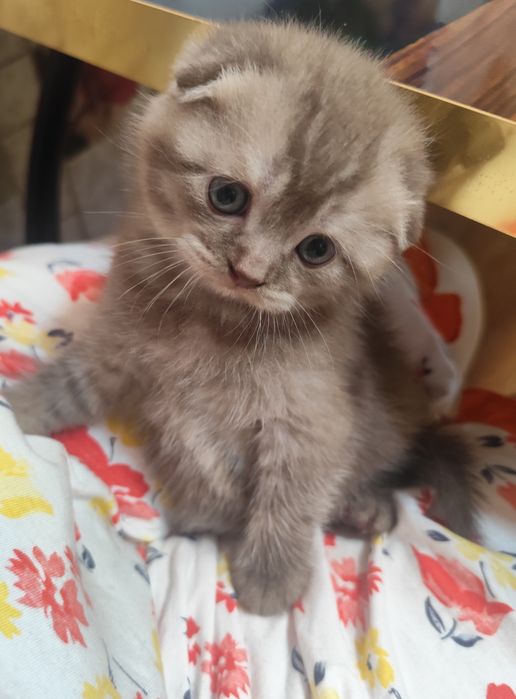 Котик породы Шотландец.