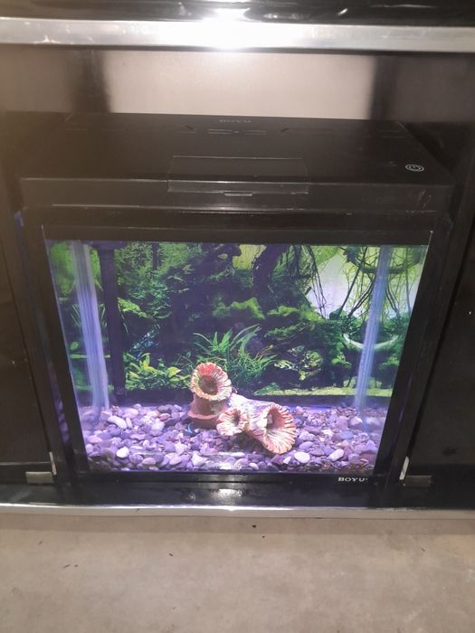 Akvarium 250 litr 6 oyna
Qôship beraman dõmik  
Tosh filter chipiyõn s