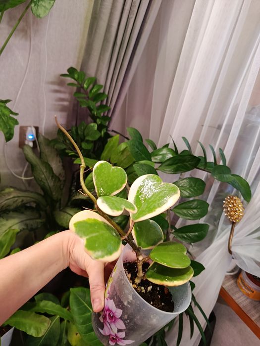 Продам комнатные цветы