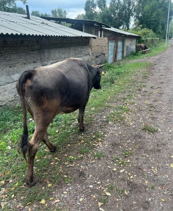 Продам телку СРОЧНО!