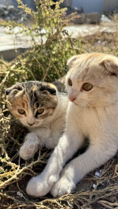 Продаю вислоухих котят