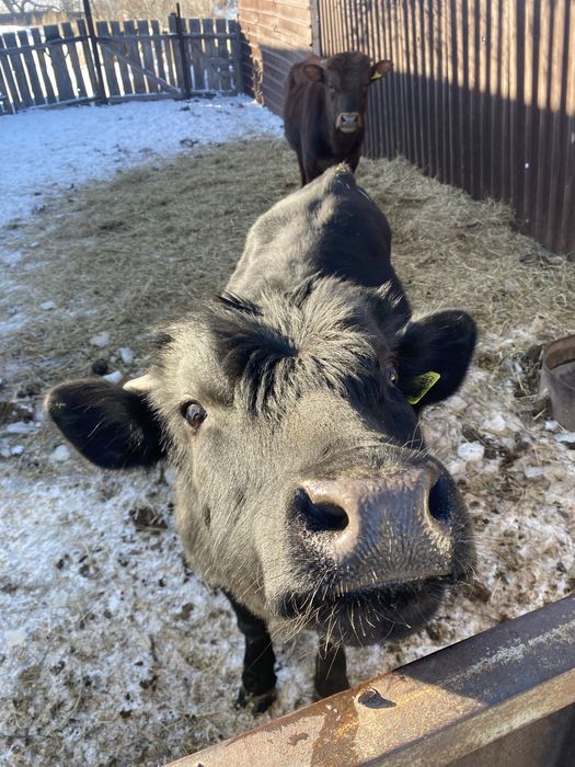 Бычки годовалые на племя