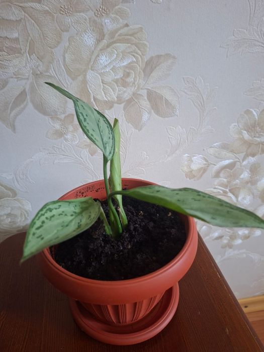 Продам Аглаонему.