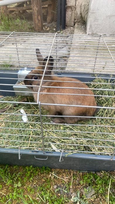 Кролик коричневый самец