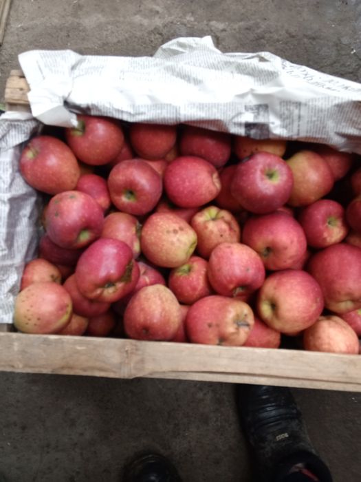 Продам яблоки с деффектом