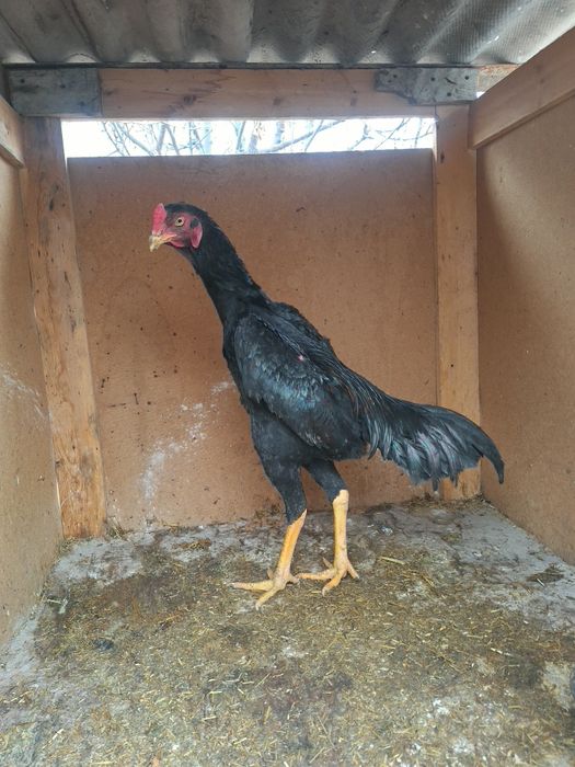 Тозза баданчи грачи жожа сотилади