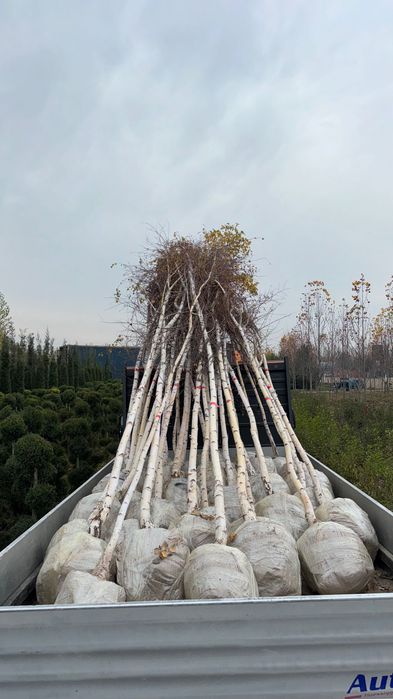 Берёза (Оқ қйин) сотилади!