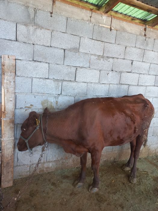 Продам 2 коровы. 2 бас сиыр сатылады