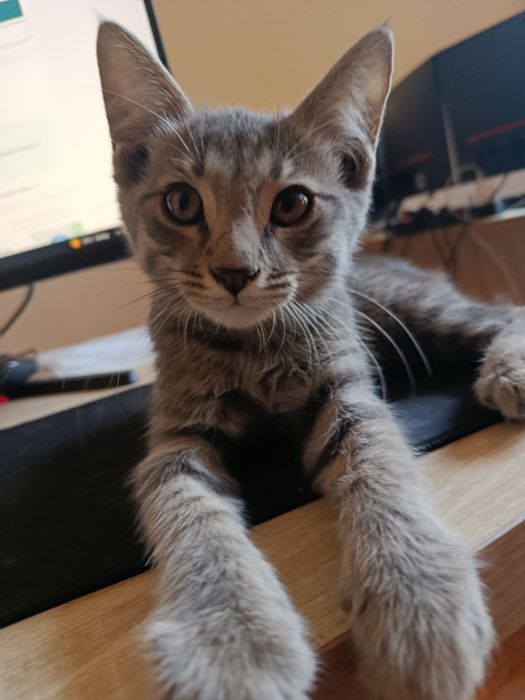 Mushukcha European shorthair (kaltayungli)