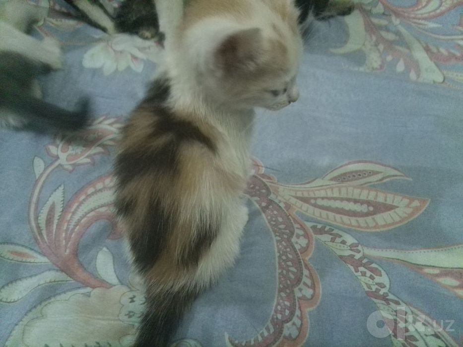Отдаю котят в хорошие руки.