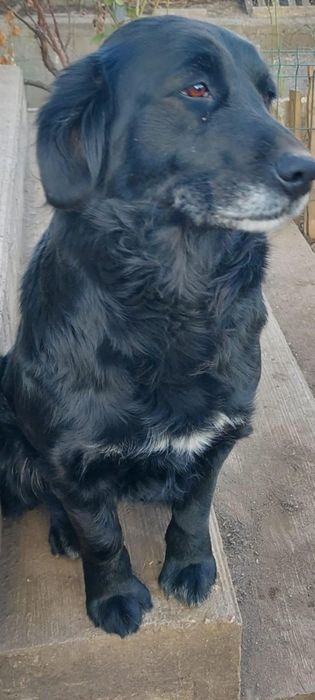 Donez 2 cățelușe golden retriver cuminti ,sociabile și iubitoare .