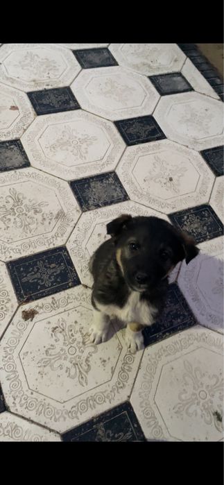 Отдам щенят в добрые руки