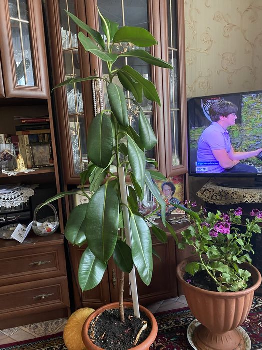 Продается фикус