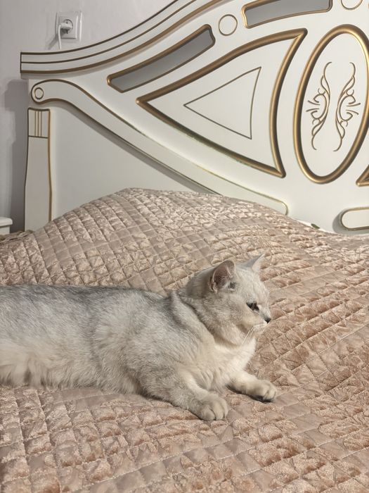 Кошка Британская шиншилла