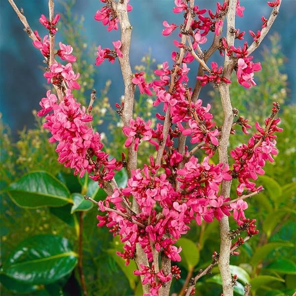 Cercis Canadensis (Arborele Iudei )