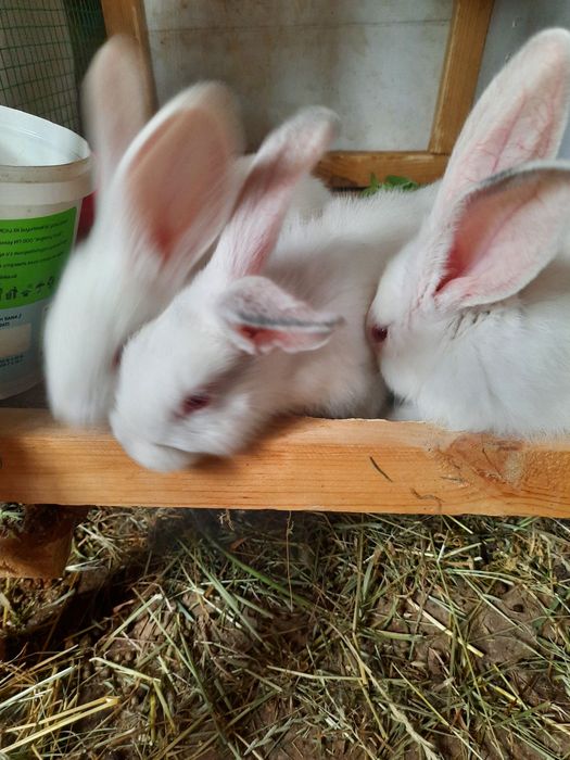 Quyon bollari sotiladi