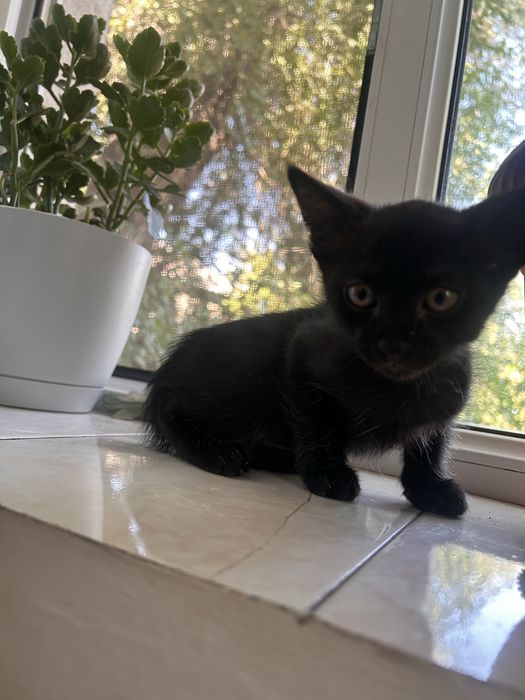 отдам котят в хорошие руки