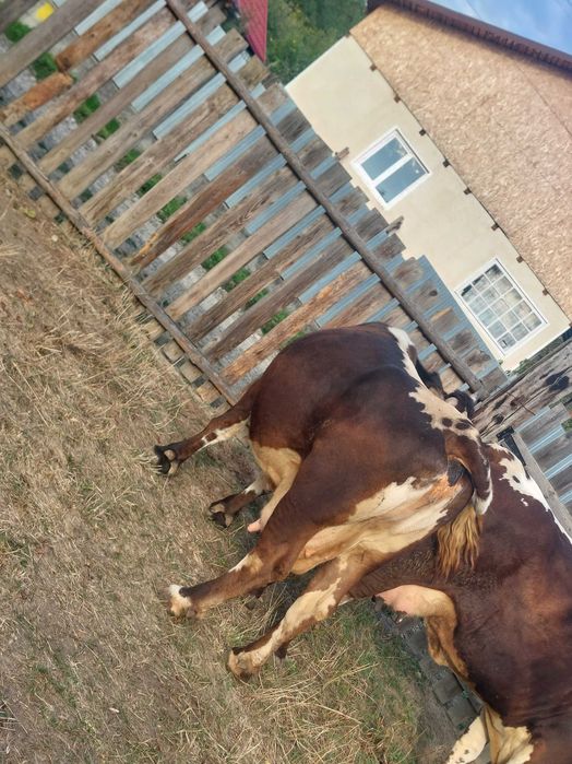 Vand vaca de lapte