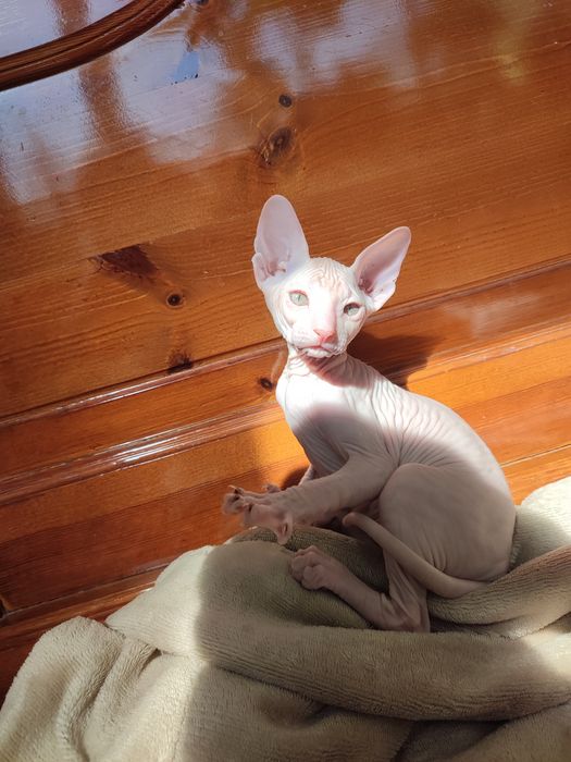 Сфинкс Питерболд