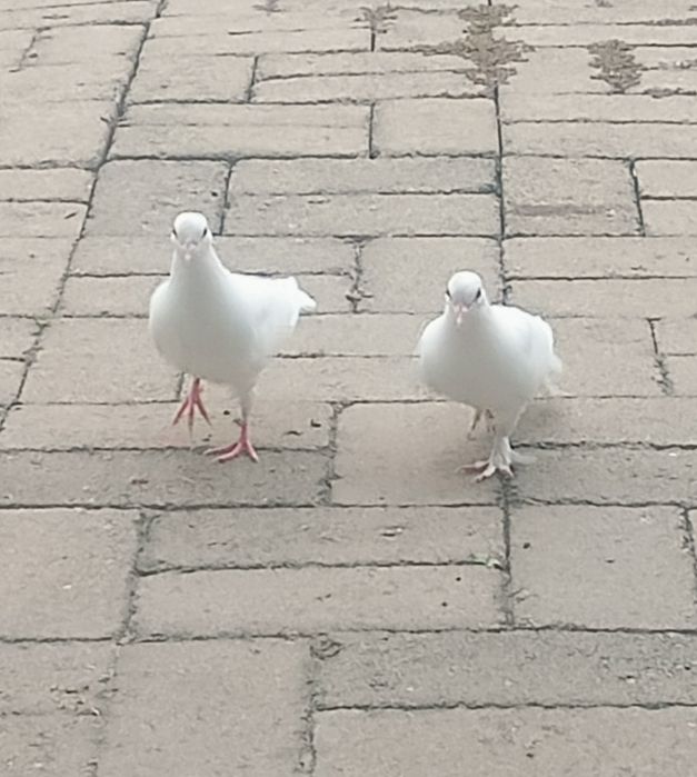 Чисто  белые голуби.