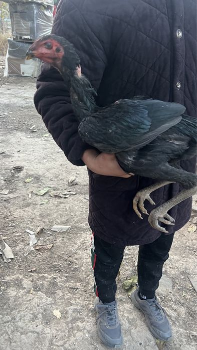 Дакан продам или адмен
