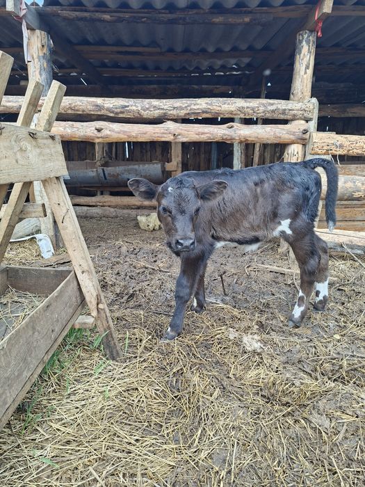 Продам телят бычки