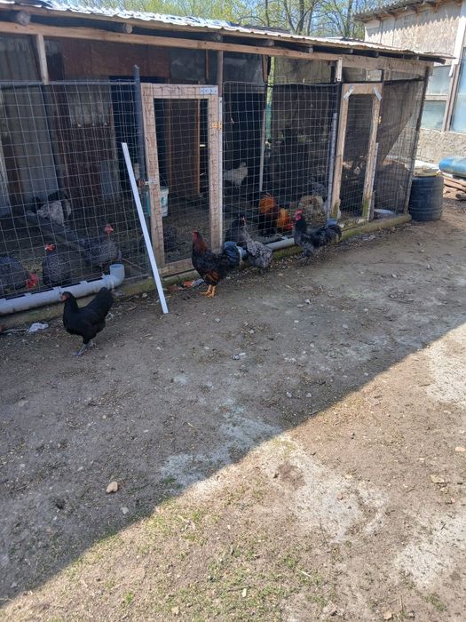 Pui si puici austrolop