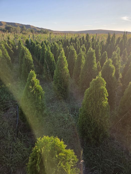 Vand tuia smaragd, leylandi si alte plante ornamentale