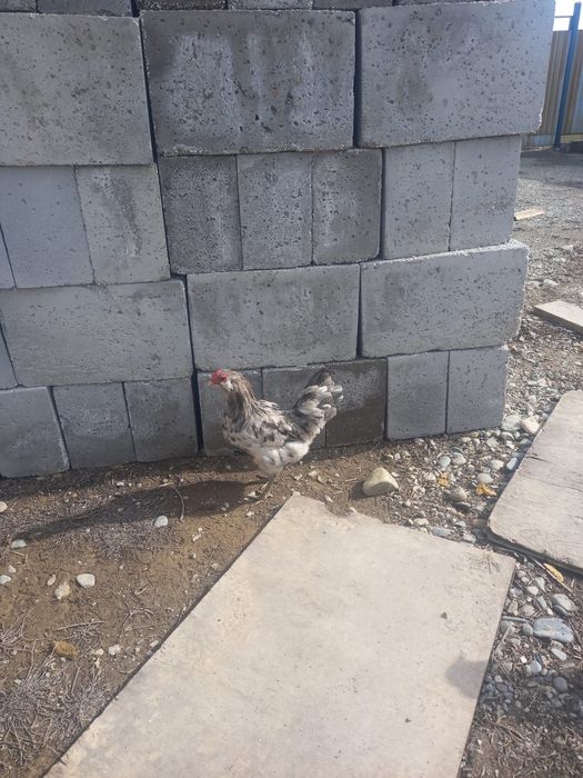 Продам петухов..