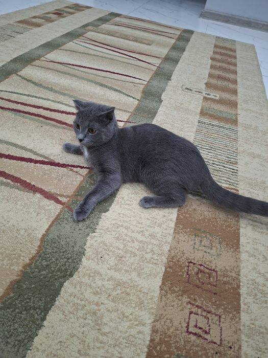 Кошка породистая