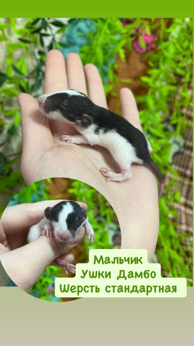 Крысы малыши (крысята,крыса)