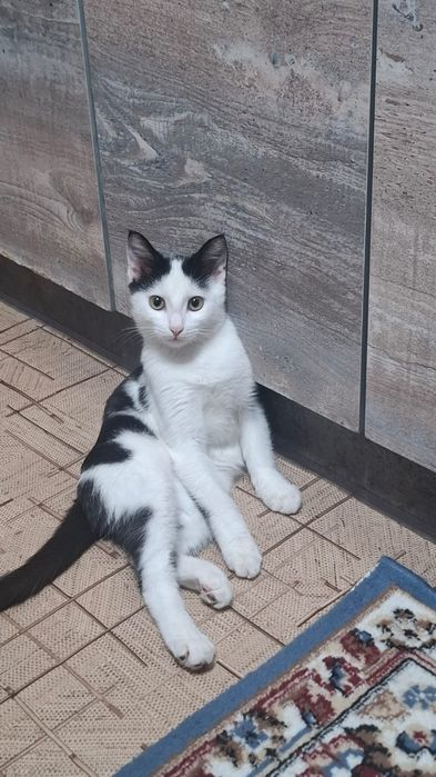 Котёнок мальчик даром