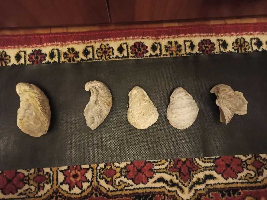 Окаменелый кусочек дерева и ракушки доисторические более 8мил. лет.