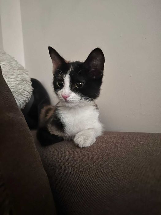 Отдам котенка в добрые руки