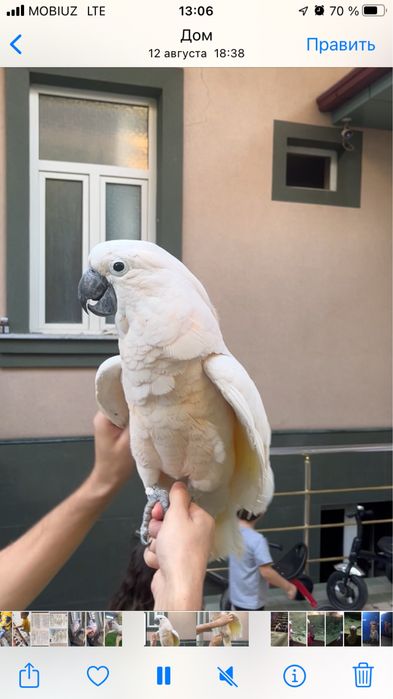 To’ti Popugay  kakadu malokski ruchnoy sotiladi