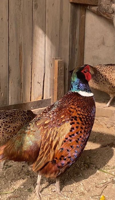 Фазаны разных видов