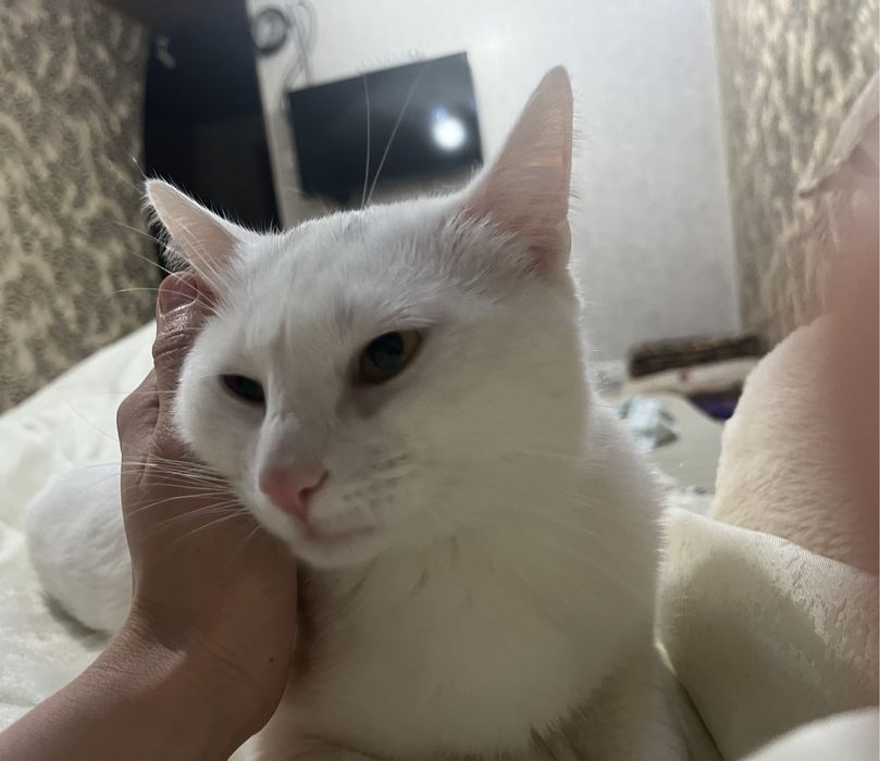 Отдам кота в хорошие руки