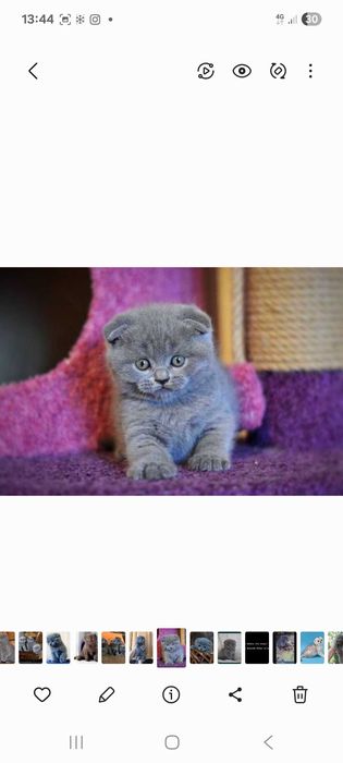 Skottish fold вислоухий скоттиш фолд шоколад