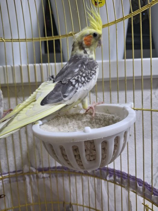 Пара кареллы с клеткой