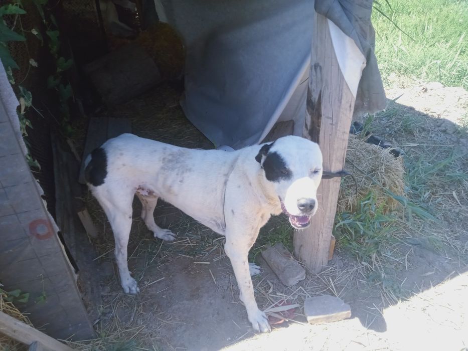 Meni. Itim. Eng. Zorlaridan