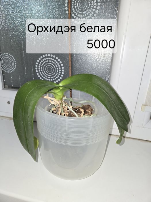 Комнатные ,здоровые цветы