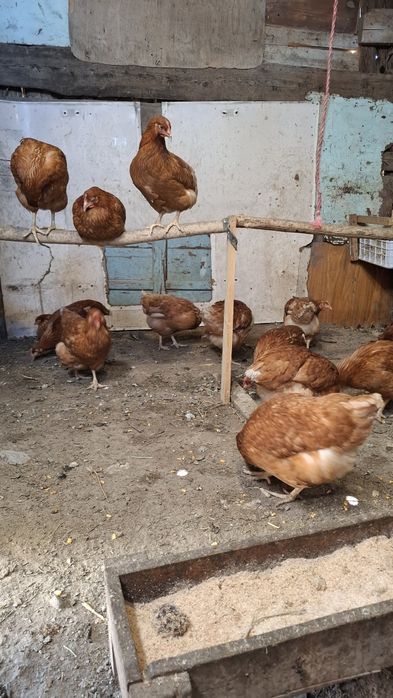 Продам курей ломан браун