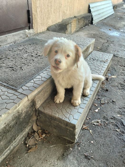 Отдам в добрые руки